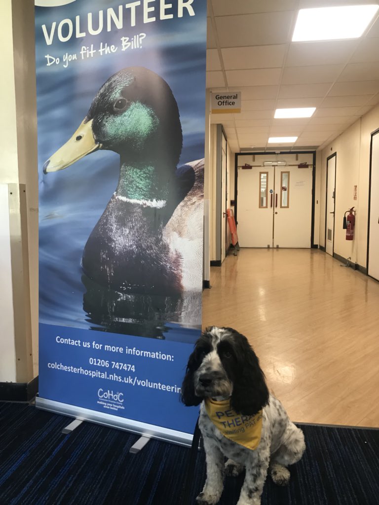 Frank, one of the many volunteers @ColchesterNHSFT, helping to celebrate and promote #volunteering for @NCVOvolunteers @ncvo #VolunteersWeek #C360