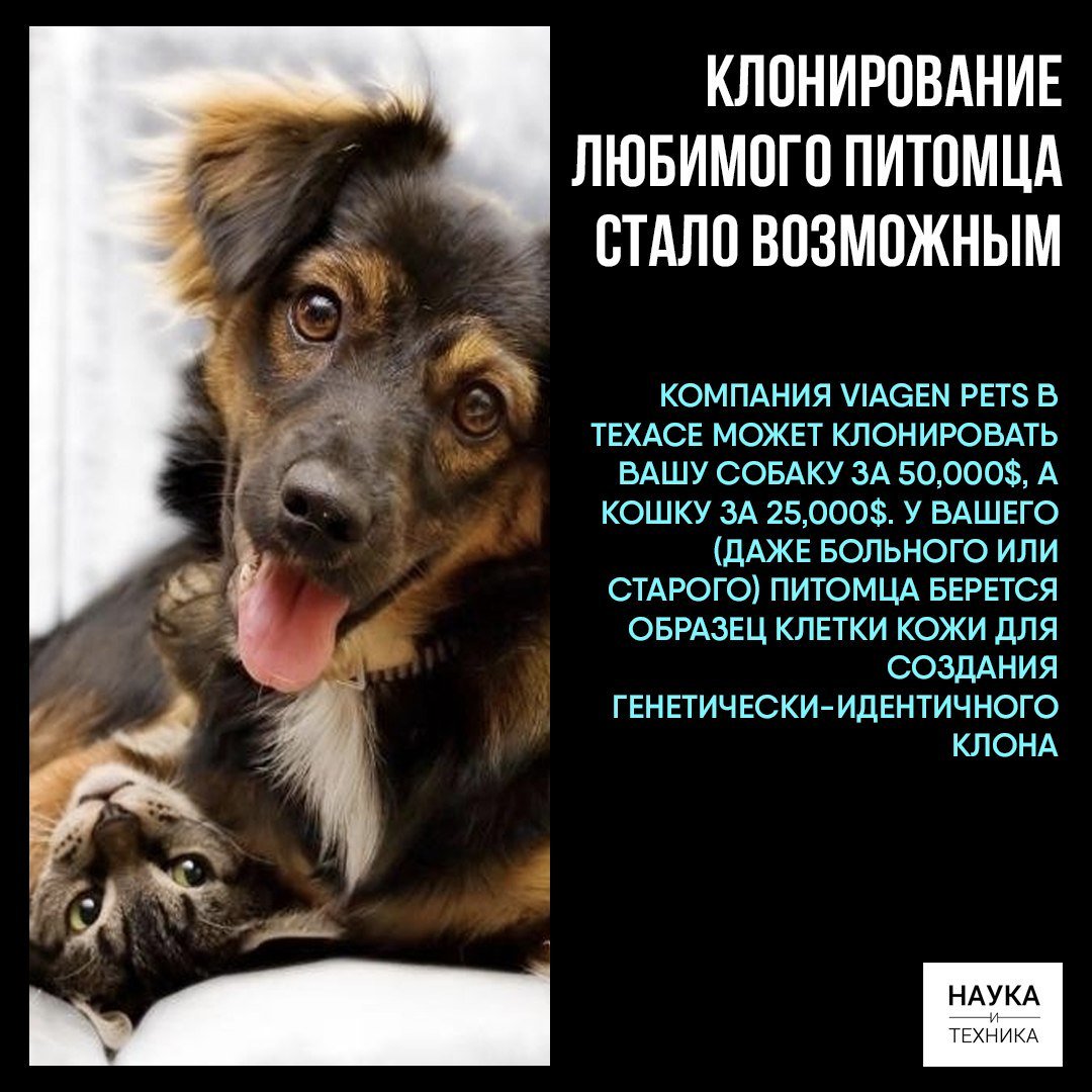 keltpodolsk's tweet photo. Будущее рядом: клонирование и киборгитизация домашних животных уже реально. Вчера печатали 3D лапку для кошки - кошка удивилась) https://t.co/2Vh7fXEg87