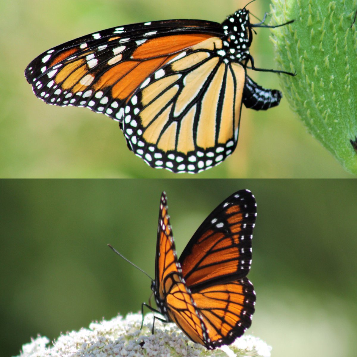 Spot the difference between these #butterflies? Bottom = #viceroy. Top = #monarch. Viceroy are color mimics, since #monarchs are toxic/distasteful to predators. Look closely, the black horizontal line near the bottom of the viceroy's wings, sets them apart. #pollinators #DYK