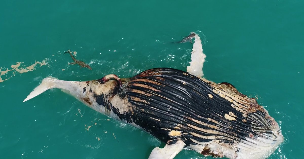 A drone spies an unexpected predator feeding on a dead whale floating in the ocean: A crocodile: ow.ly/CCj150hv6XH via <a href="/NerdyChristie/">Christie Wilcox</a>