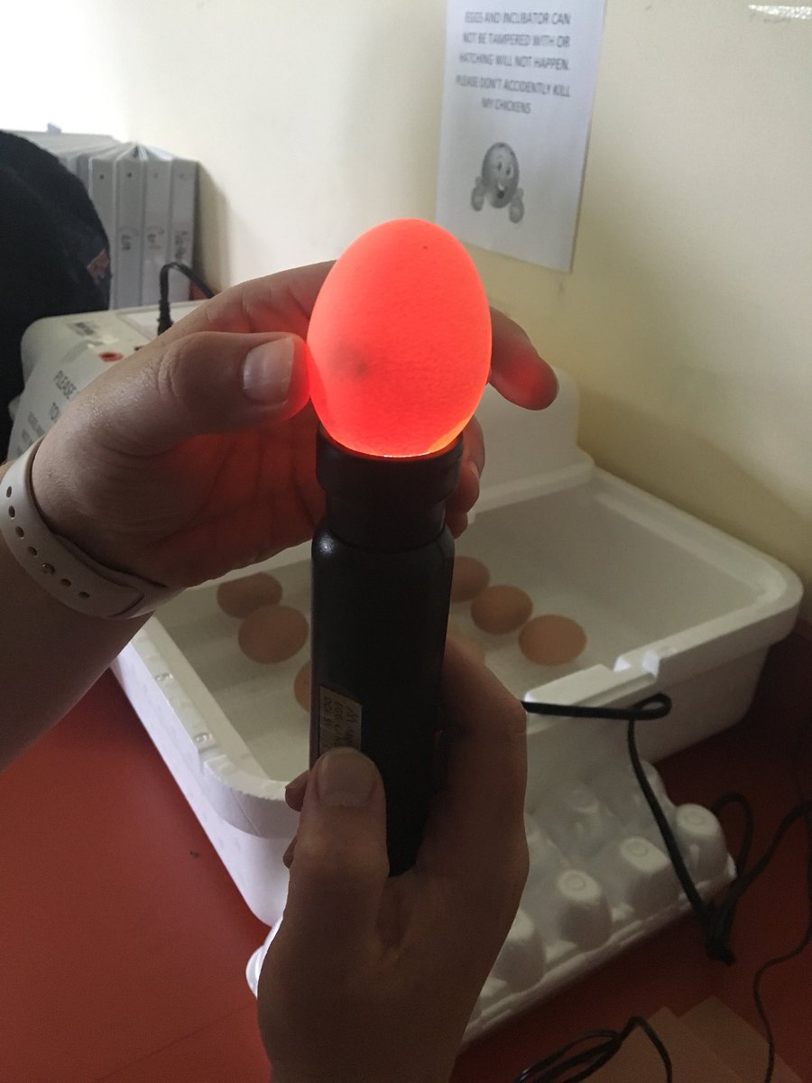 MrsBastienEB's tweet photo. Candling the eggs today!! 7 days down, 14 to go!
#chicksman https://t.co/EMpW69Ccxg