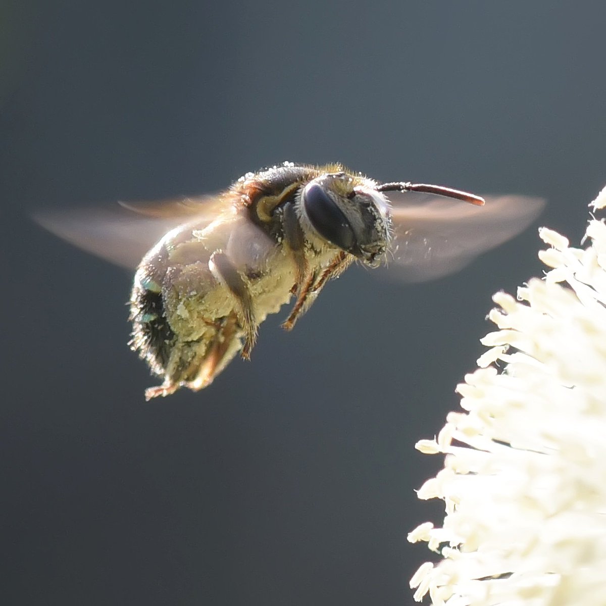 BaloxJc's tweet image. Pagi yang Cerah tuk mulai beraktifitas #bees #savebee #nature #photography #macro #insect #nikonindonesia