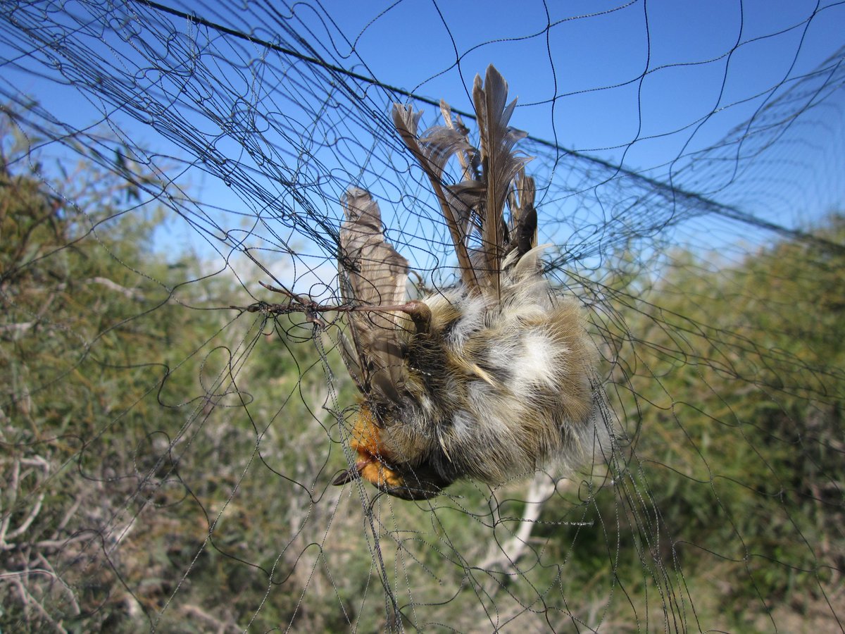 BonnConvention's tweet image. More than 1 million #migratorybirds are illegally killed in Iran 🇮🇷every year. CMS's work against #illegalkillingofbirds is critical to protect bird migration routes #flyways . Photo: © @BirdLife_CEO Cyprus