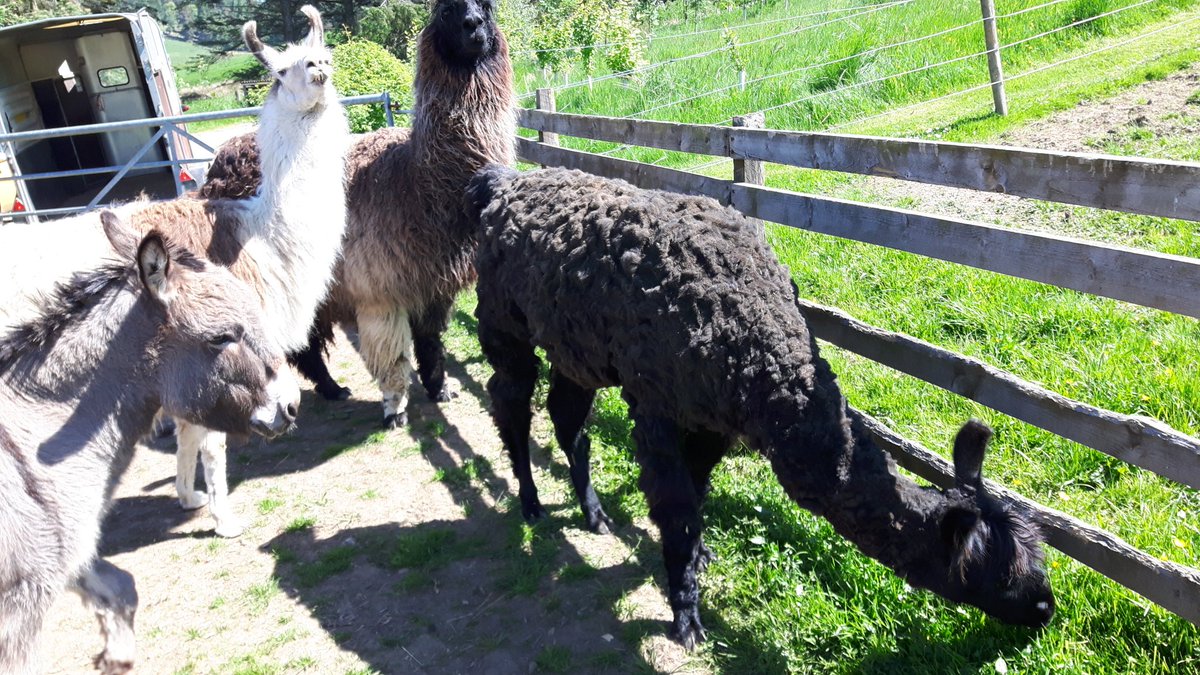Haircut day! #ecocampglenshee # Ecocamp Llamas