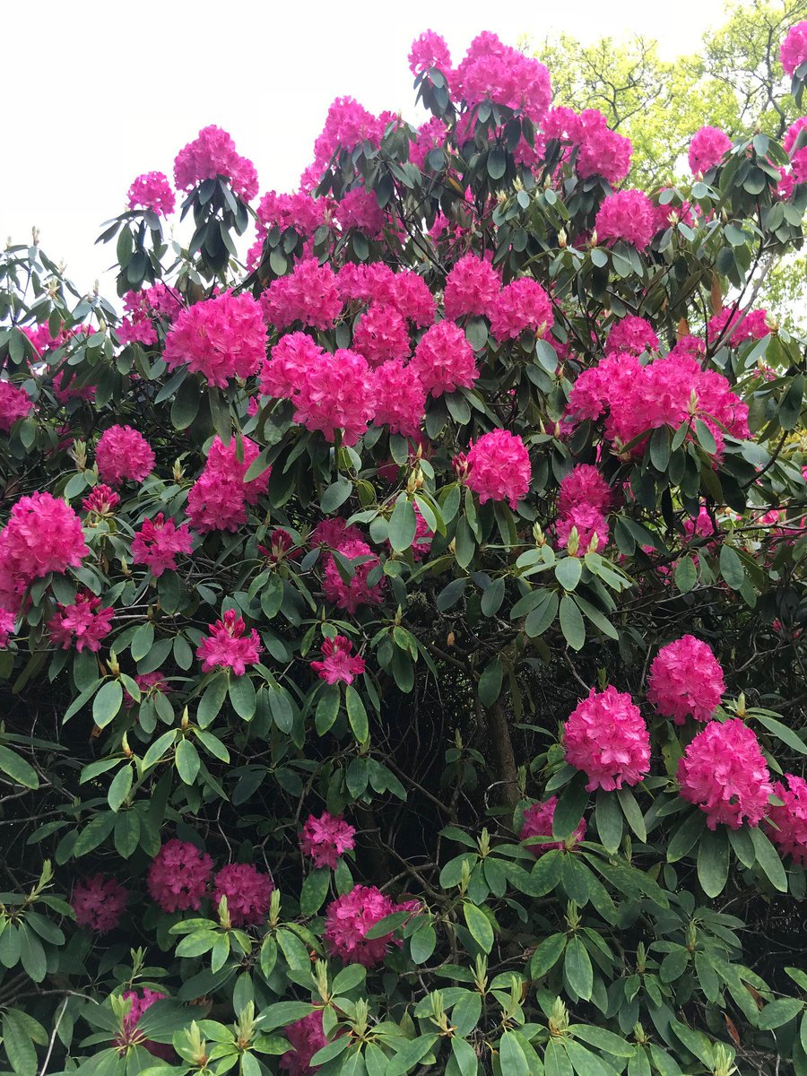 Glorious colours from the Rhododendron's this month! If you have any pictures of our House or Gardens from your visit make sure to share them with us, we love to see how you've been enjoying Mount Stuart