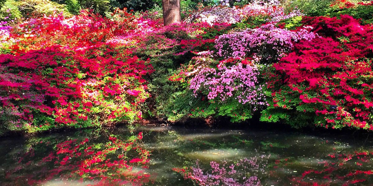 DesignerCol's tweet image. London is blooming! Check out the tulips at the Buckingham Palace Memorial Gardens, the daffodils in St James’s Park and the azaleas in Richmond Park (pictured) to get your Spring fix!