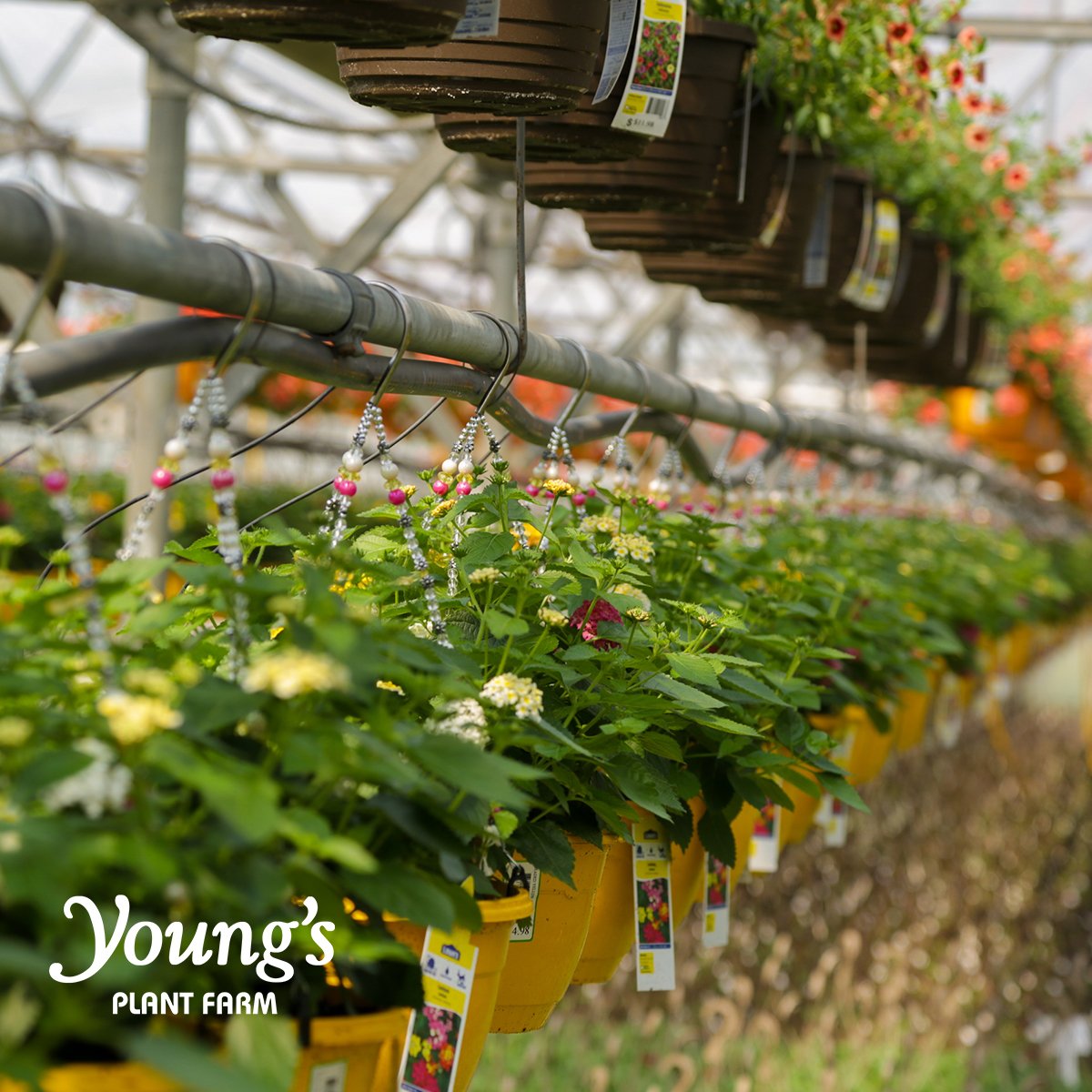 We ❤ hanging baskets. Add a pop of color to your porch or patio with a basket of sun-loving #lantana or #calibrachoa. #YoungsPlantFarm