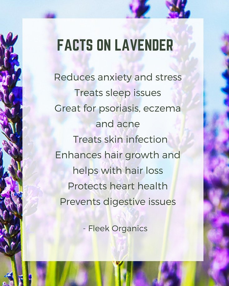 deevasoles's tweet photo. Health and Beauty Alert: Lavender

#lavender
#oil
#organicskincare 
#natural
#herbal
#fleekorganics
#deevasoles

https://t.co/57f2KlJA7O https://t.co/RKV4tuWiFi
