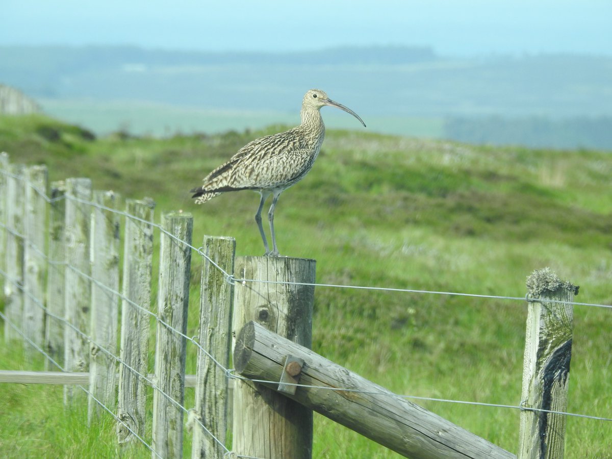 doug graham tweet media