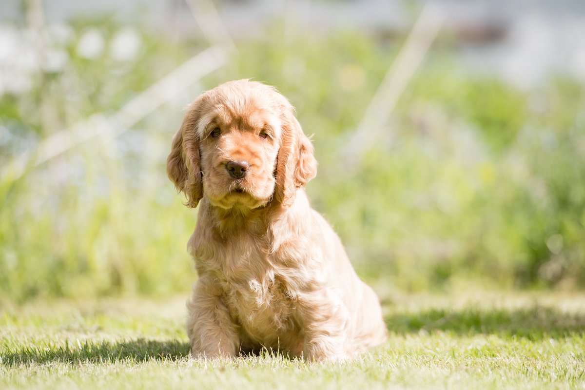 HearingDogs's tweet image. It's another lovely shot of Rusty, the hearing dog puppy, looking like a teddy bear in the sunshine.