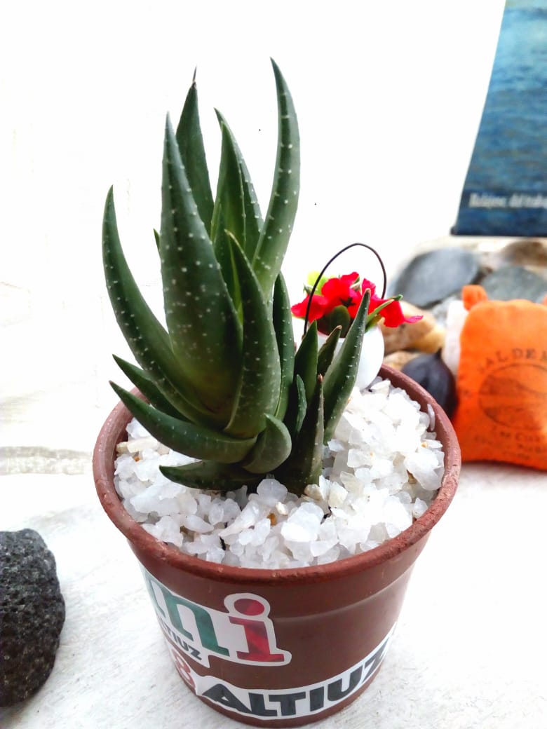 NicoPastenes's tweet photo. mi nuevo amiguito :) @suculenta #cactus https://t.co/mNDZGVOJXk