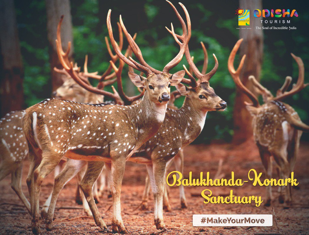 Balukhand #Sanctuary along the Puri - Konark marine drive is an amazing place to relax on a lazy weekend. Look out for deer &amp; other animals in their natural habitat while taking a trail. #MakeYourMove #WeekendGetaways

Book your stay at Nuanai Nature Camp: ecotourodisha.com
