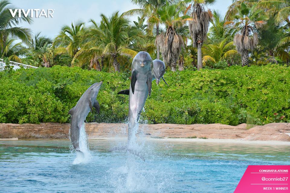 VivitarOfficial's tweet photo. It's time to vote for May's #VivitarPhoto contest winner! Like &amp; RT your favorite for a chance to #win a prize for yourself. Image 1: https://t.co/oRk34sH8Ge