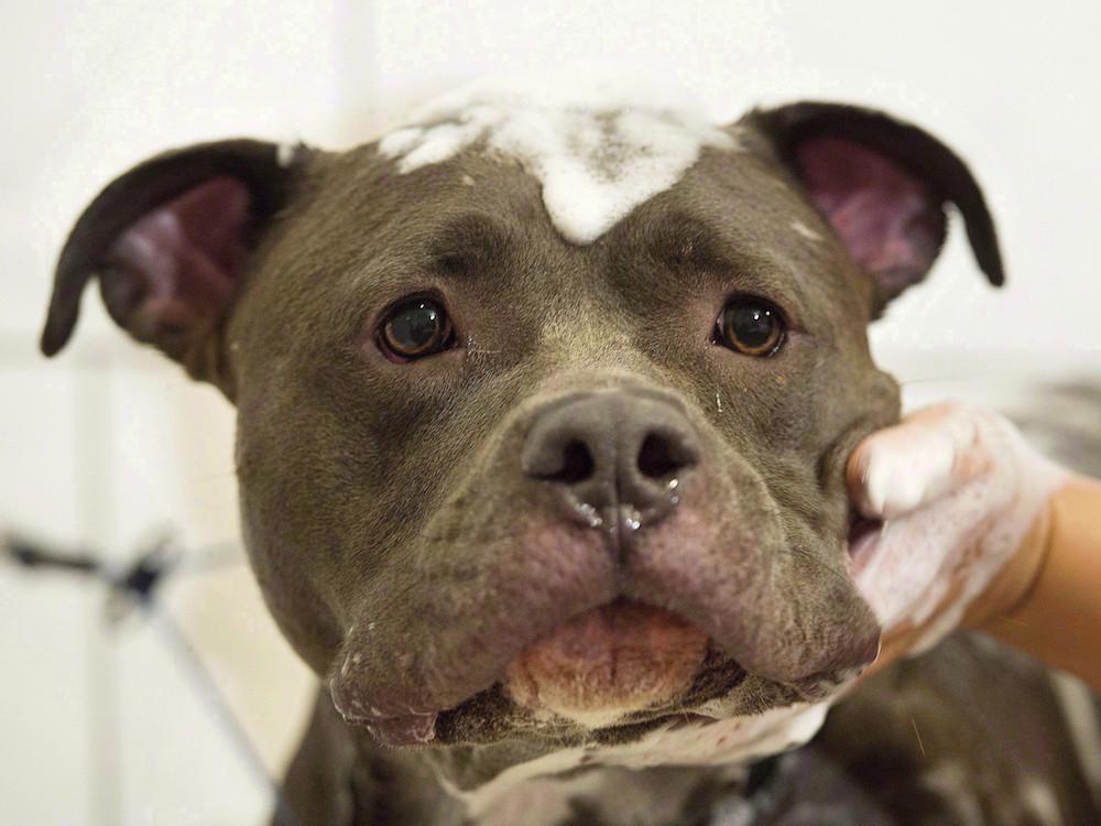 mtlgazette's tweet photo. Government abandons breed specific clause in dangerous dog bill https://t.co/6B9eycKmzh https://t.co/7NbIQX6Fq6