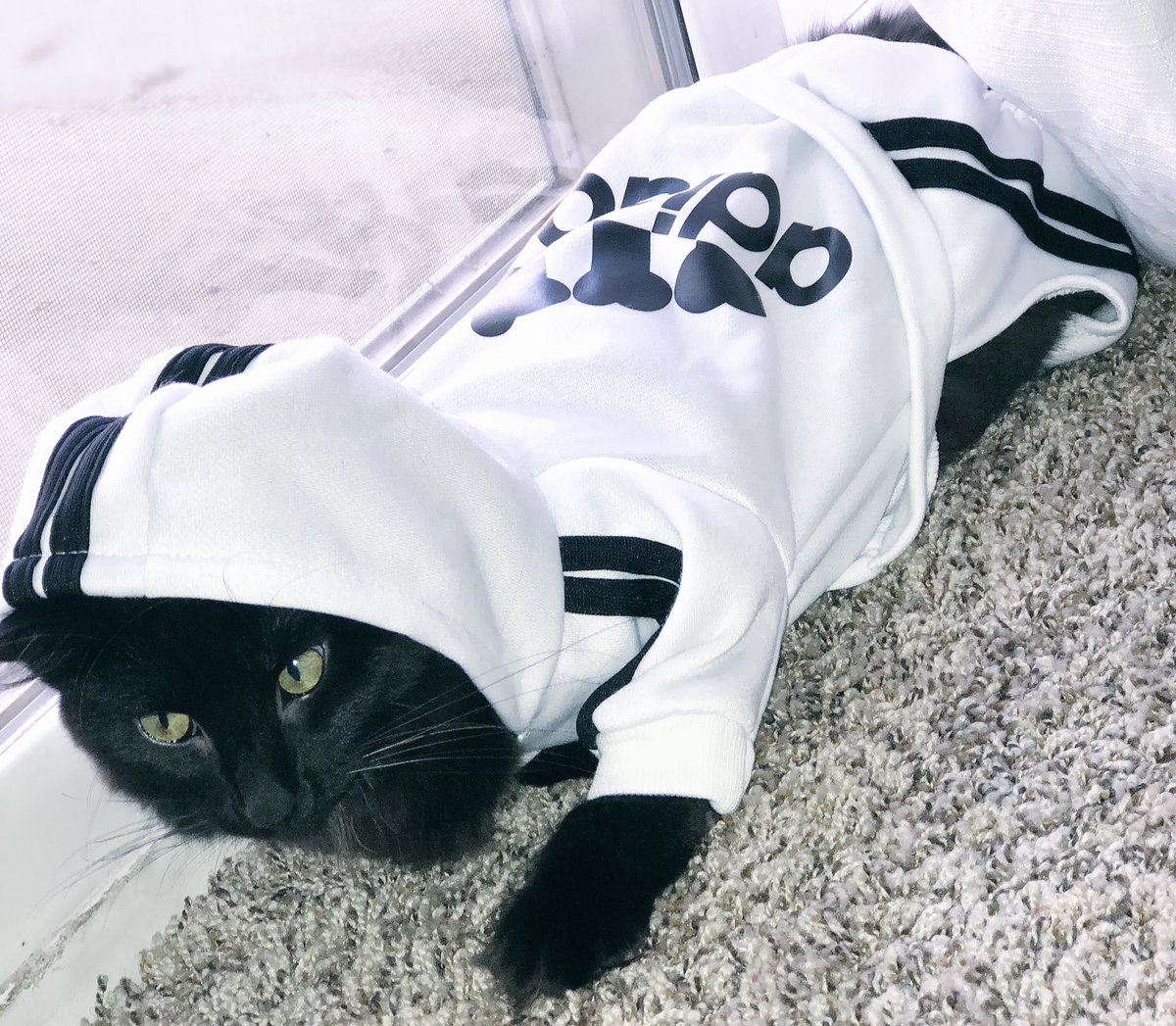 cat tracksuit
