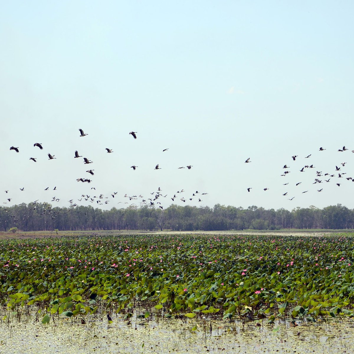 Where is your beautiful world? Mamukala Wetlands, Australia 🇦🇺 Pic by our Asia Pacific General  Manager, Garry S. #beautifulworldwednesday