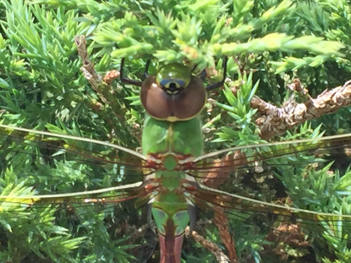 Scientific discovery by third graders at the park! #wbplays