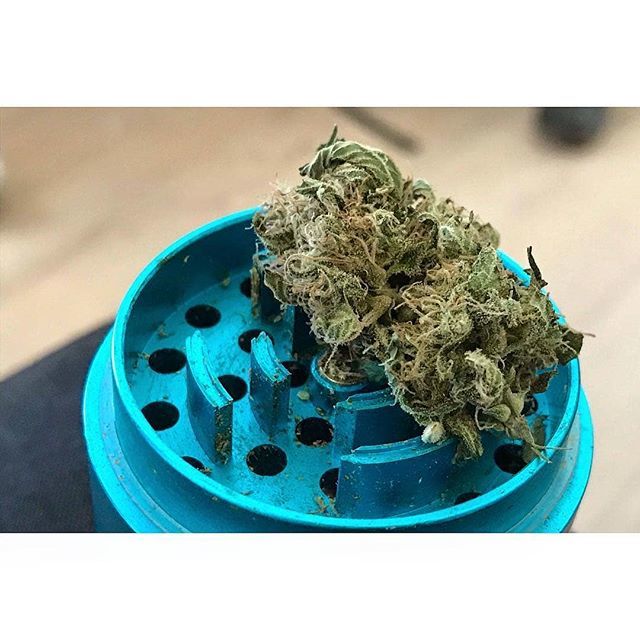timeweed's tweet photo. 👽 #autocultivo #chilecultiva #cultivatusderechos #stgoverde #growshop #uruguay #timeweed https://t.co/q4jnQsFdDr https://t.co/g1oN4nlMUP