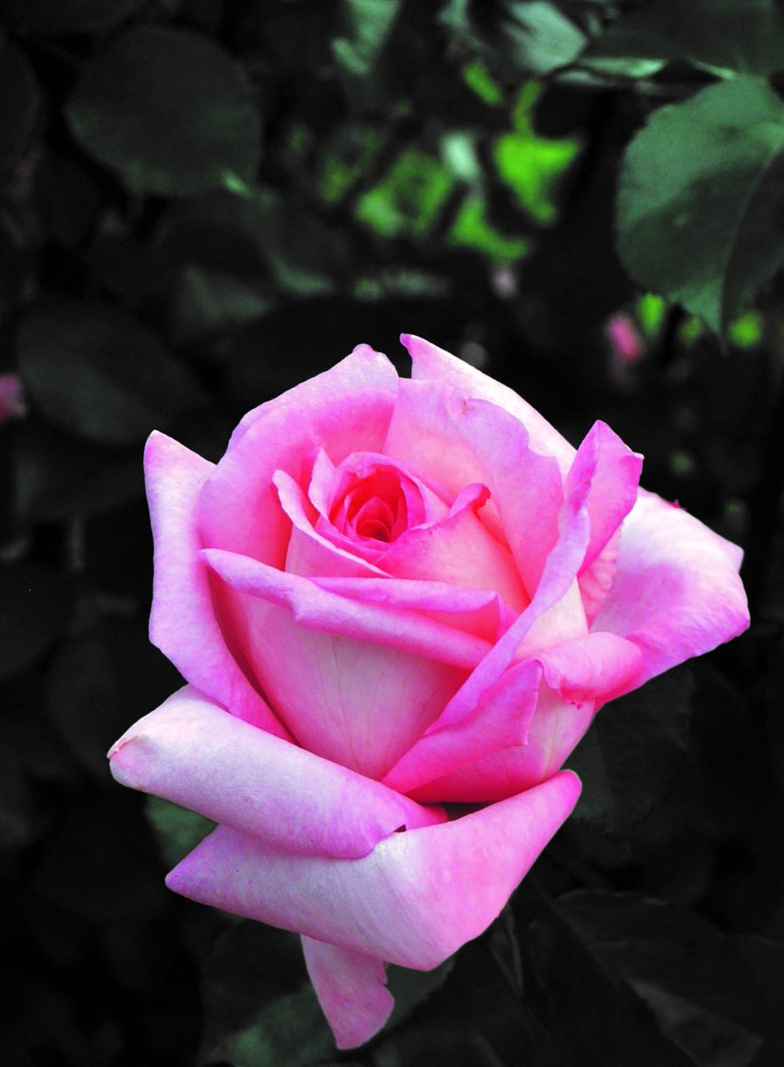 JacksonPerkins's tweet photo. Savannah™ Sunbelt ® Rose is a multi-award winner and it's beauty is easy to see why! #rosegarden #pinkrose #JProses #inmygarden #savannah #sunbelt #jacksonandperkins https://t.co/BCo8uiqpJv