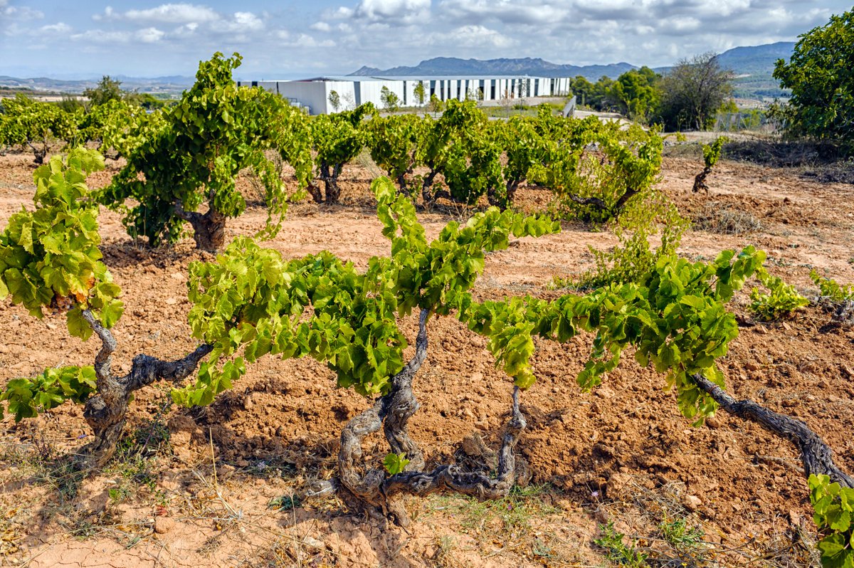 BancroftWines's tweet photo. There are few things that make us happier than seeing a vineyard full of bush vines, every one so unique and growing in every which way at liberty. These little beauties live at @HerenciaAltes winery in Terra Alta #bushvines #gnarly #notrelliseshere #terraalta https://t.co/4WR0yUJnws