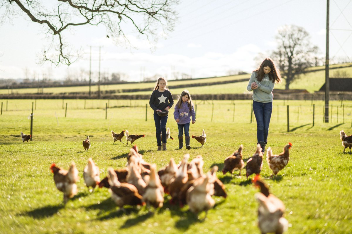 Trad Egg Co On Twitter Ours Is A Small Family Run Farm Which Means That We Can T Produce Enough Traditional Free Range Eggs To Keep Up With Demand All On Our Own