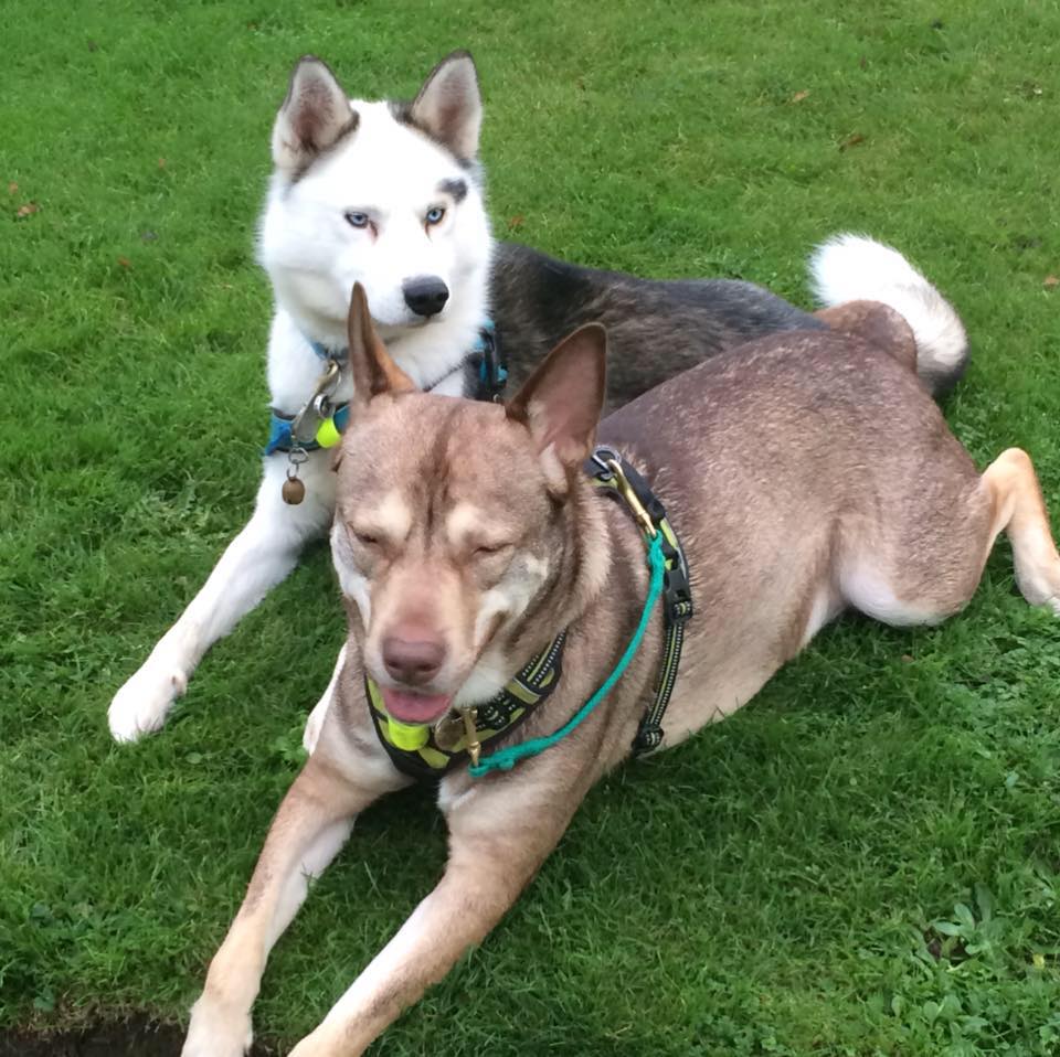 UKDogLaw's tweet photo. We've been printed up in Volume 23 of the IAADP newsletter. Page 5. So proud! Thank you for taking an interest in our problems. https://t.co/upZiu5d6tD #iaadp #cause #DisabilityRights #HumanRights #dogs #Dog #servicedogs https://t.co/hdGtPLv79L