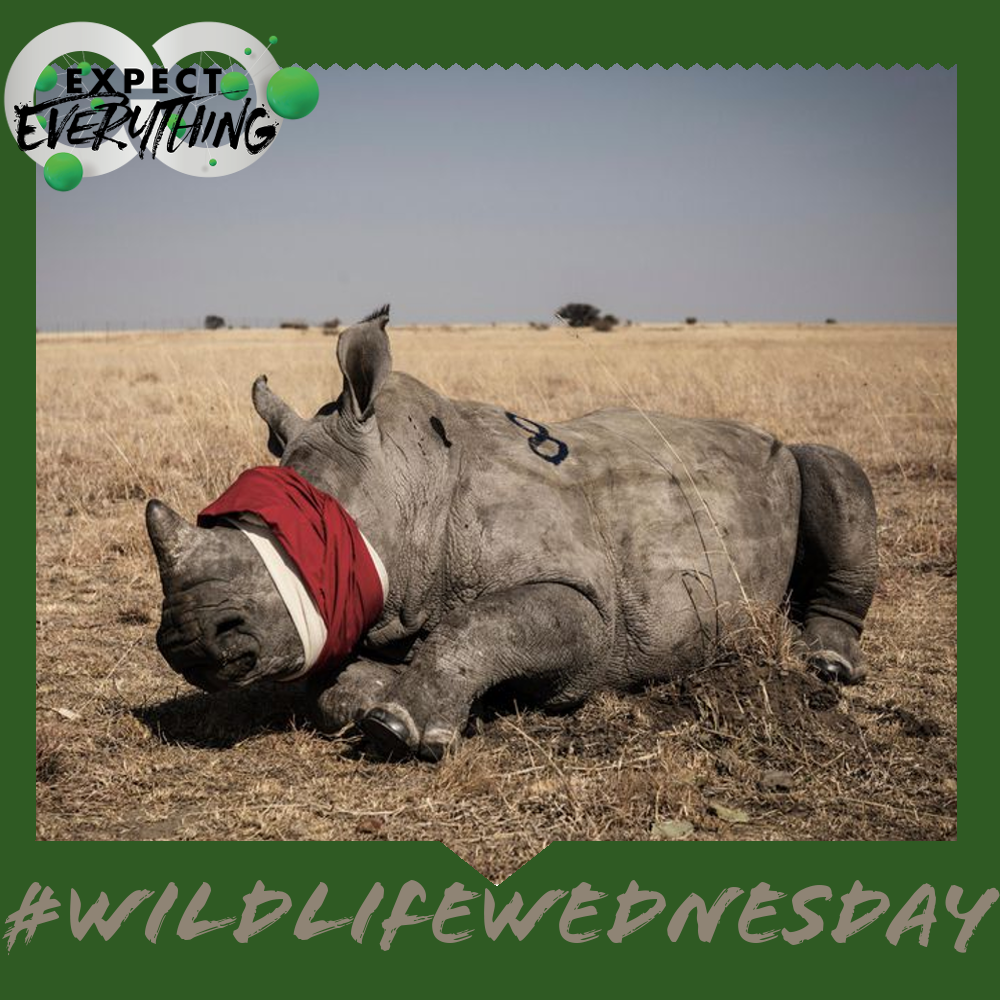 Expect Everything tweet media