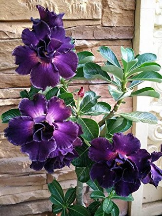 KoorieF's tweet photo. 💞 #Adenium https://t.co/lJmJVsNXy3