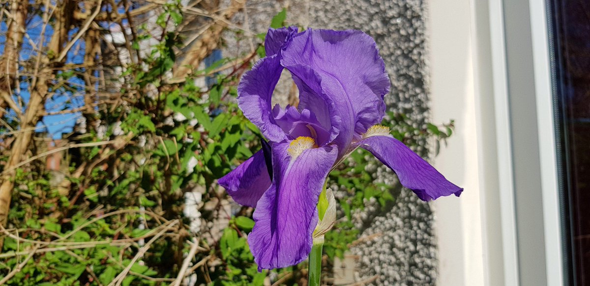 politicaIicious's tweet photo. Lots of varying tones of blue, appearing in my garden at the moment. βοΈπΒ #BluesButNotBlue https://t.co/F2xBCbpzBm