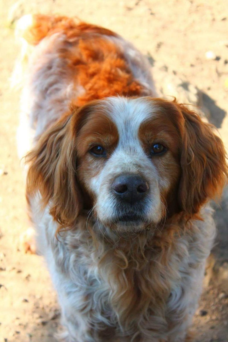 alexandra_wav's tweet image. DIFUNDE: VENTO BUSCA ADOPCIÓN

Macho, 9 años.
Cariñoso, alegre y juguetón, su único "defecto" es su sordera, pero esta no le impide hacer vida normal.
Buscamos para él casa con finca cerrada, ¿puedes ofrecérsela tú? Llama al 678631293.
PONTEVEDRA (GALICIA)

+info bajo este tweet