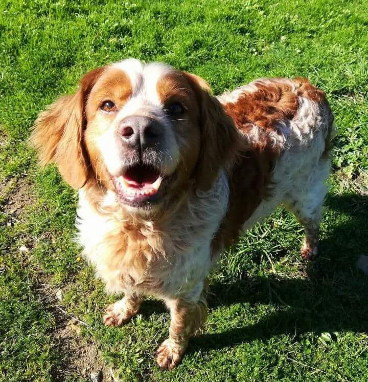 alexandra_wav's tweet image. DIFUNDE: VENTO BUSCA ADOPCIÓN

Macho, 9 años.
Cariñoso, alegre y juguetón, su único "defecto" es su sordera, pero esta no le impide hacer vida normal.
Buscamos para él casa con finca cerrada, ¿puedes ofrecérsela tú? Llama al 678631293.
PONTEVEDRA (GALICIA)

+info bajo este tweet