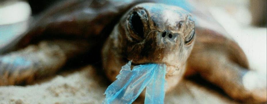 WorldOceansDay's tweet photo. Take action on plastic pollution in honor of #WorldOceansDay! https://t.co/mI0O3LDyFU https://t.co/9okQ3m5hG8