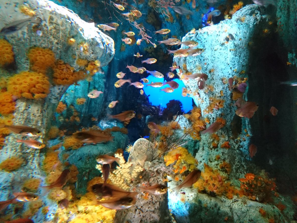 Rinko Y Sur Twitter サンシャイン水族館で素敵水槽発見 配色も岩の配置も素敵すぎます 海の生き物はどれだけ見ても見飽きませんね 私も魚になりたい サンシャイン水族館 水族館 魚 水槽 神秘的 サメ 美しいと思ったらrt 綺麗 生き物 海 水族館
