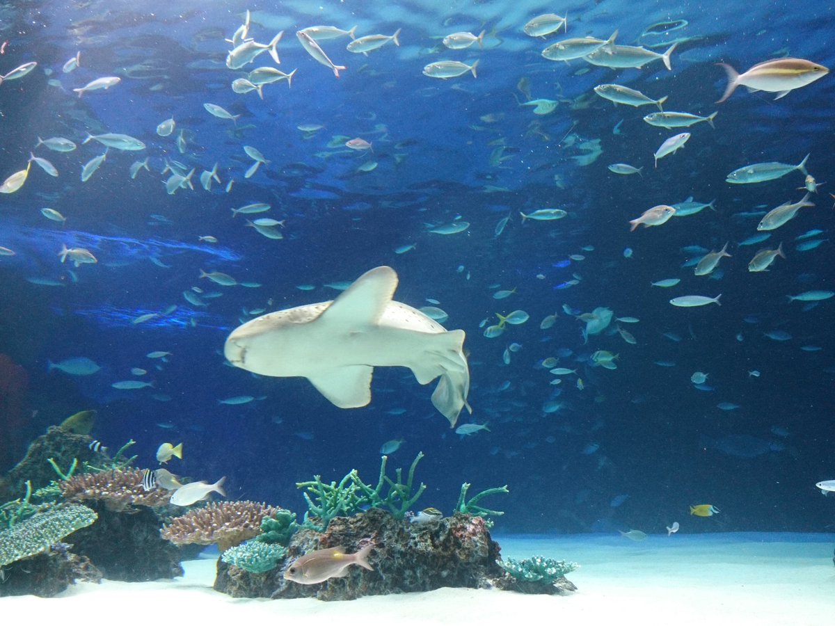 Rinko Y サンシャイン水族館で素敵水槽発見 配色も岩の配置も素敵すぎます 海の生き物はどれだけ見ても見飽きませんね 私も魚になりたい サンシャイン水族館 水族館 魚 水槽 神秘的 サメ 美しいと思ったらrt 綺麗 生き物 海 水族館