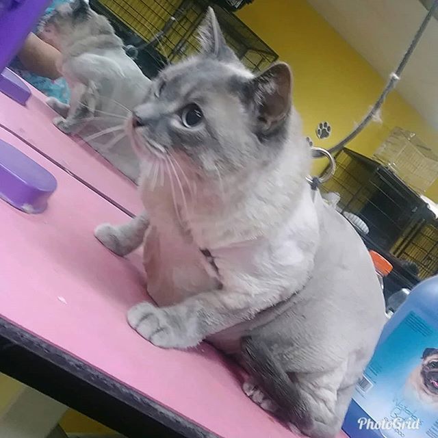Gentlebrush's tweet photo. #Sinatra looking very chic after a #HappyGroomingExperience at #GentleBrush on #AltonRoad #SouthBeach .
.
.
#AlwaysHappy #Happy #Cute #BeachDogs #BeachGrooms #MiamiDogs #DogsAndCats #Cats #SobeDogs #SobeGrooming #GroomingSobe #Dogs https://t.co/Es9hxApXYZ https://t.co/Un8oaUi2Wo