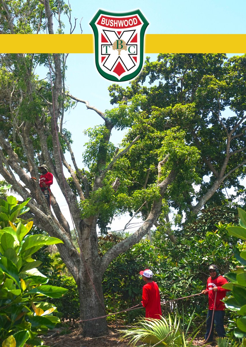 BushwoodTreeCo's tweet photo. Tree Care you can Trust! #BushwoodTreeCo #treecare https://t.co/s29Soun6VO