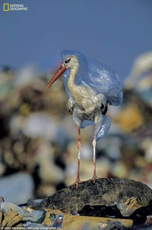 Making_Projects's tweet image. ➡️ Some 9 million tons of plastic waste end up in the ocean each year.
➡️ #planetORplastic is the National Geographic campaign to reduce the single-use plastics and take action!
via Sameworld (FB)
#sameworld #sustainability #naturerights