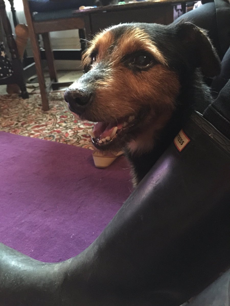 petewylie's tweet photo. 3 years ago today The Chief Inspector joined our family. Instead of a honeymoon, we took him from the rescue and saved his life(he was due to be put down in days). Although he left us last week, I will today and every day celebrate his utter magnificence. #BillyRIP
๐ ๐พ https://t.co/i2NOkS0nea
