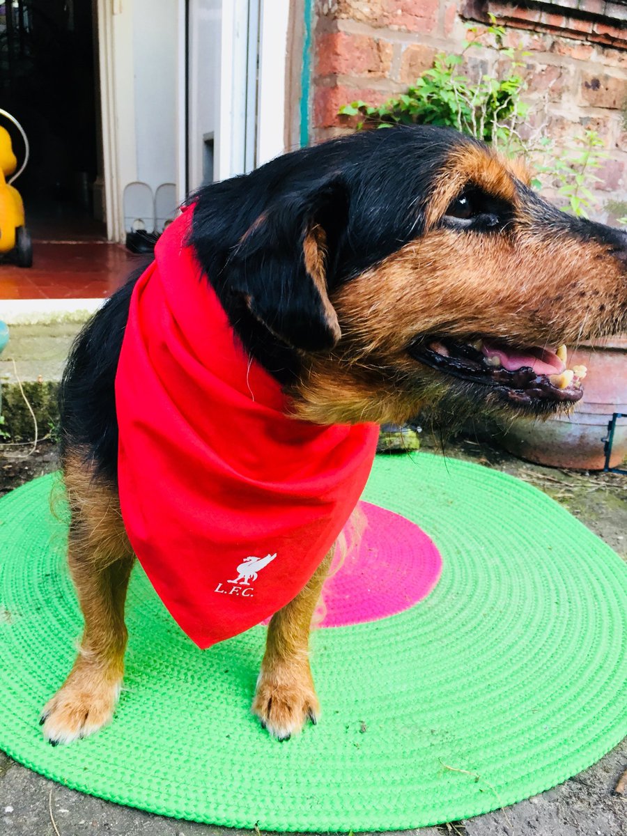 petewylie's tweet photo. 3 years ago today The Chief Inspector joined our family. Instead of a honeymoon, we took him from the rescue and saved his life(he was due to be put down in days). Although he left us last week, I will today and every day celebrate his utter magnificence. #BillyRIP
๐ ๐พ https://t.co/i2NOkS0nea