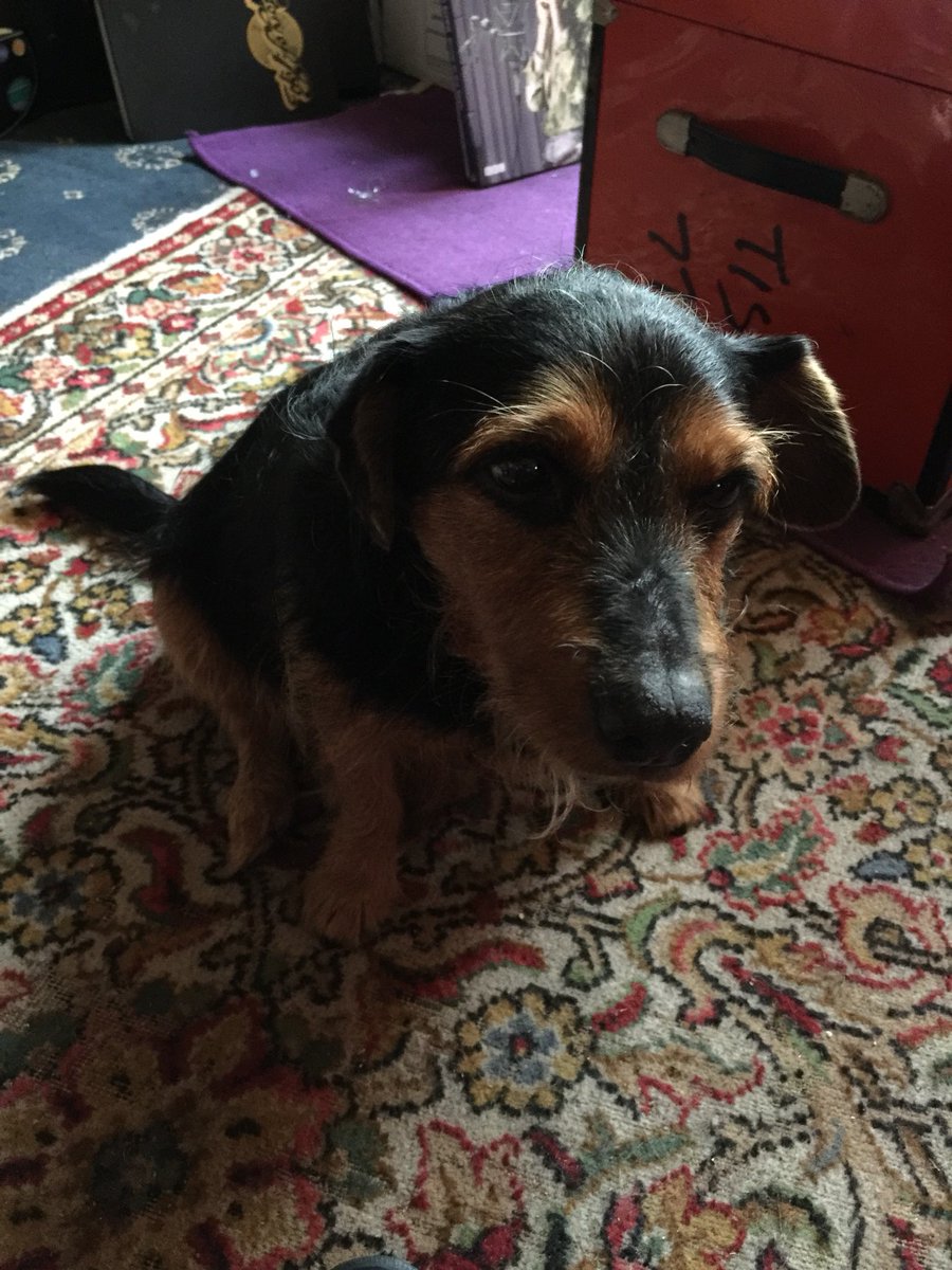 petewylie's tweet photo. 3 years ago today The Chief Inspector joined our family. Instead of a honeymoon, we took him from the rescue and saved his life(he was due to be put down in days). Although he left us last week, I will today and every day celebrate his utter magnificence. #BillyRIP
๐ ๐พ https://t.co/i2NOkS0nea