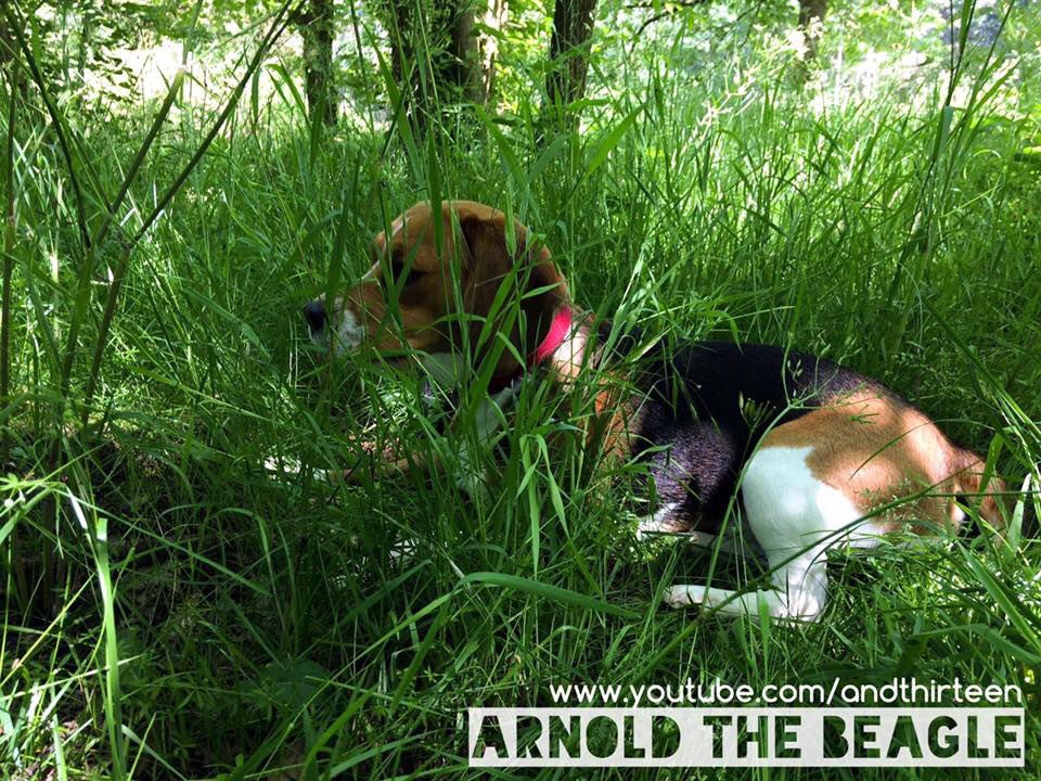 arnoldthebeagle's tweet photo. Camouflage 😜 #beagle #arnold #camo #WorldEnvironmentDay #puppy #adoptdontshop #cutepress #JurassicWorldFallenKingdom https://t.co/1LnPFLKMfU