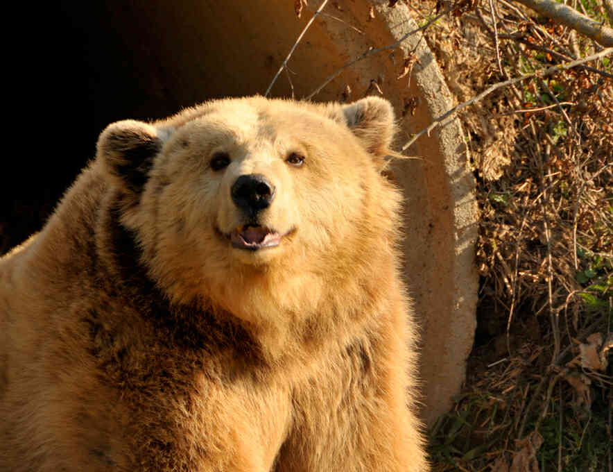 удивлённый медведь. гризли grizzly, гризли, медведь. медведь смеется. медведев гризли. медведь смеется.