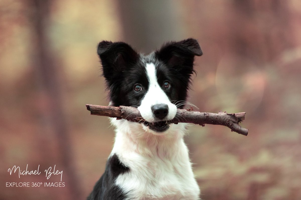 Outdoornomaden's tweet photo. Ist sie nicht süß? #hundefotografie #hundeliebe #bordercollie Schaut doch mal auf unserer Fotografiewebseite vorbei: https://t.co/aSRtDKkiQU https://t.co/z4ObX7fJyc