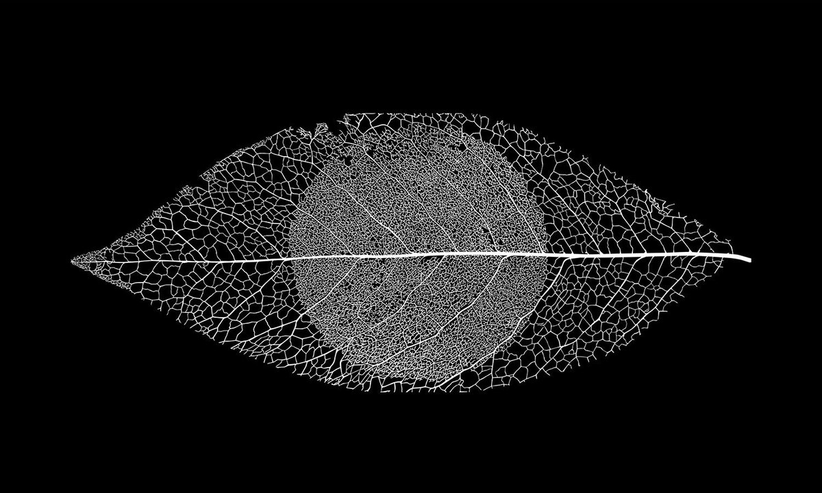 vitaleung's tweet photo. Brilliant logo and visuals for Mr. Mark Spencer. Who knew forensic botany was so beautiful? https://t.co/UO3cz88Zw2 https://t.co/oUMjNv20lS