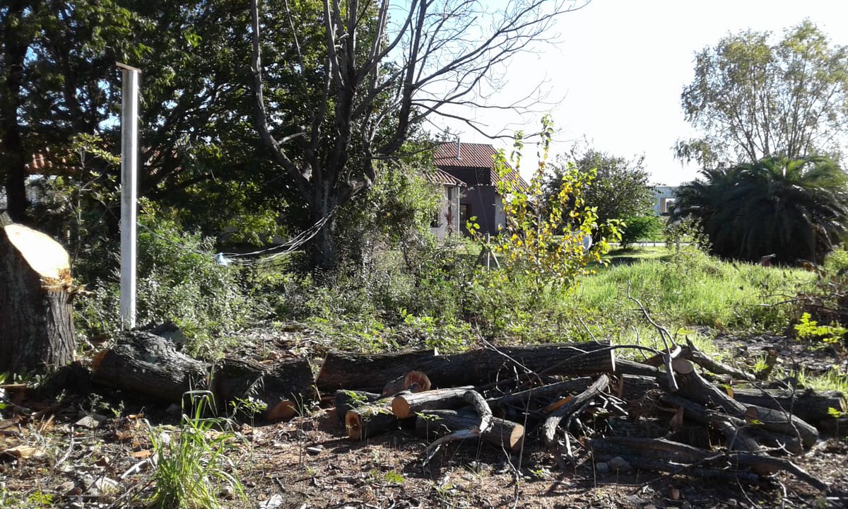 piquerarock's tweet photo. Estan talando el unico pulmón verde de #DonBosco ,una vergüenza. Árboles centenarios. La Municipalidad #Quilmes avala este emprendimiento ilegal.Predio ex Startel. #NuevoQuilmes Caseros y Lomas de Zamora. @quilmesadiario @LaVozdelGrito @QuilmesMasUnido https://t.co/jV45MJ1gET
