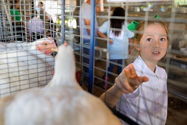 News & Tribune Photo (@nt_photo) on Twitter photo Lacy Schilmiller, 9, points to her grand champion chickens Drumstick and Tenders at the Floyd County Fair Wednesday morning. Staff Photo, Josh Hicks <a href="/doctorhicks/">doctor hicks</a> #4H #countyfair #instagram Lacy Schilmiller, 9, points to her grand champion chickens Drumstick and Tenders at the Floyd County Fair Wednesday morning. Staff Photo, Josh Hicks <a href="/doctorhicks/">doctor hicks</a> #4H #countyfair #instagram