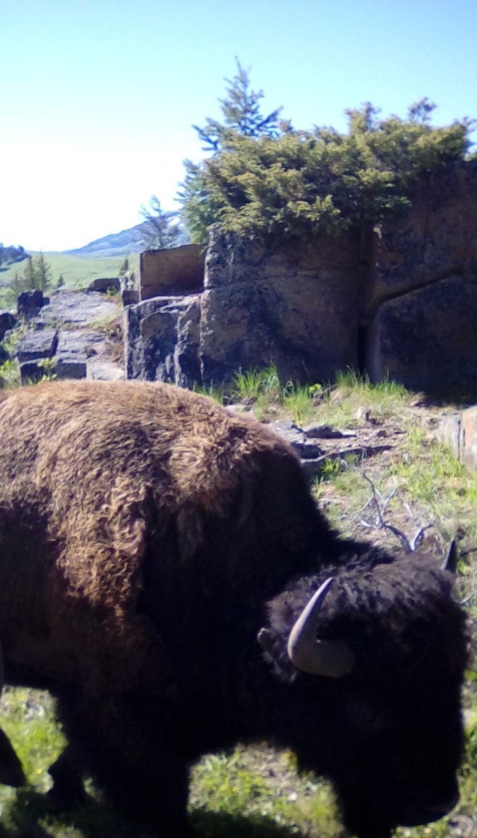 JSCashWriter's tweet image. Yellowstone wild was fun and educational @yellowstonewild #wonderlandcafeandlodge