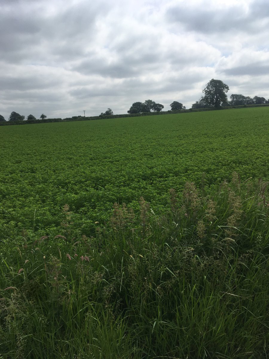 Second year Lucern / White Clover great regrowth after its first cut for 2018 #healthycows