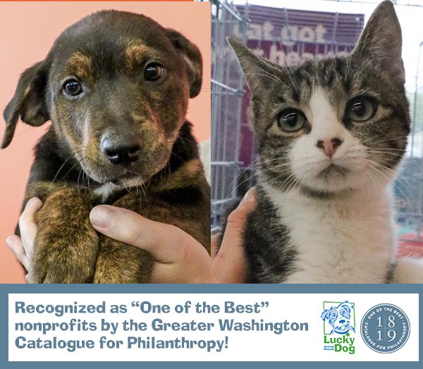 DCLuckyDog's tweet photo. EXCITING NEWS!!! We were chosen by @cataloguedc as #OneoftheBest small nonprofits in the Greater Washington area! https://t.co/5EyQZEv6qN. #IAmLuckyDog #dogoodlocally #wednesdaywisdom https://t.co/VKZYh56Z0u