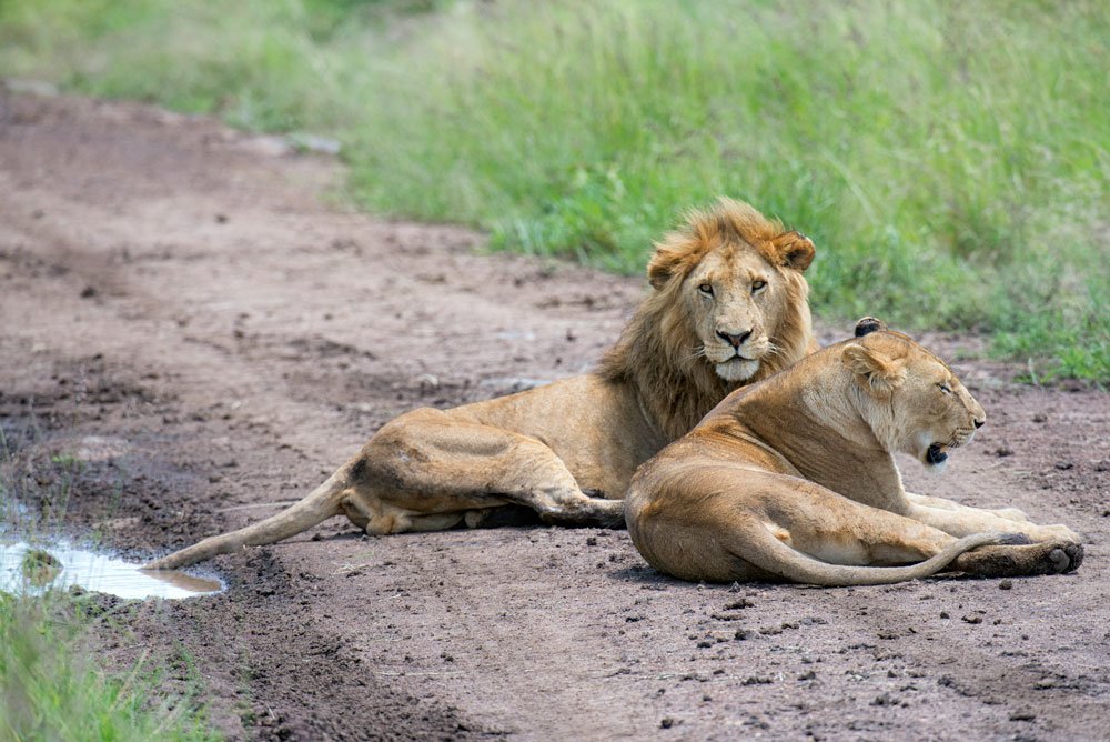 A possessive love affair
📸 @gperezara
#WanderingThru

#africansafaritravel #travelafricastory #travelafricastories #lion #africansafaris #africansafariexperience #africansafaritours #safaritrip #safariphotography #safarianimals #travel #bespoke #customized #holiday #vacation